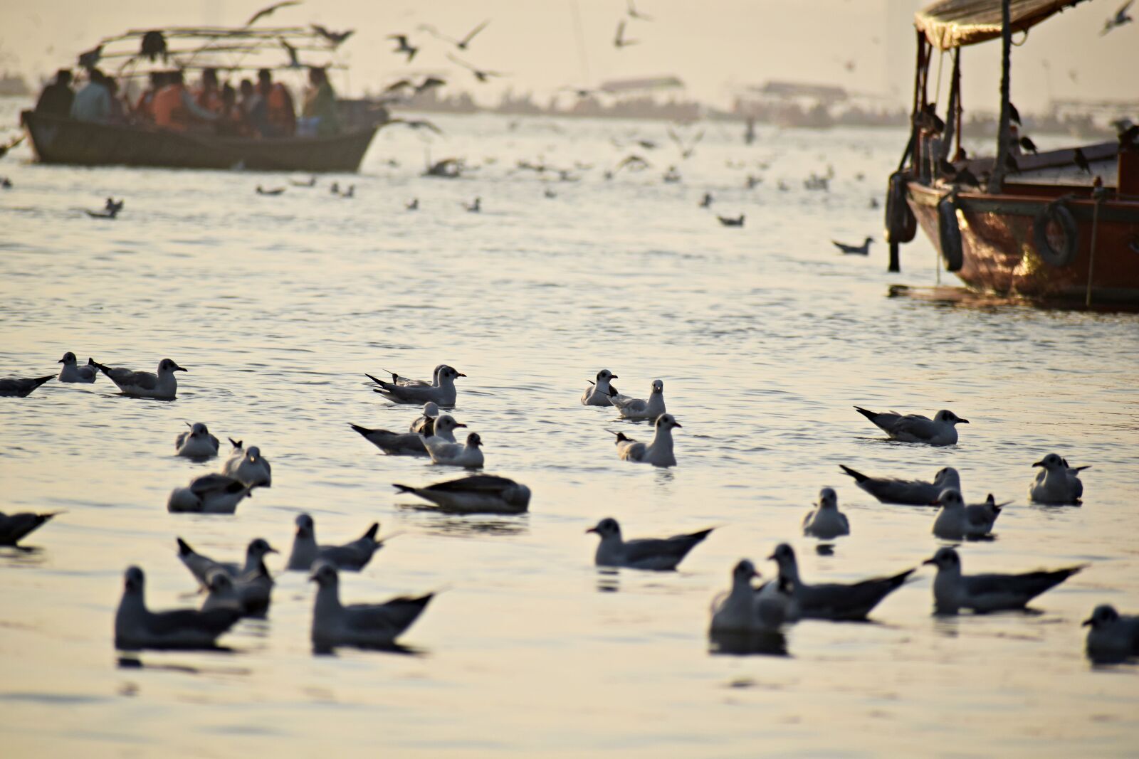 Nikon D3300 sample photo. Seabirds, ganges, seagulls photography