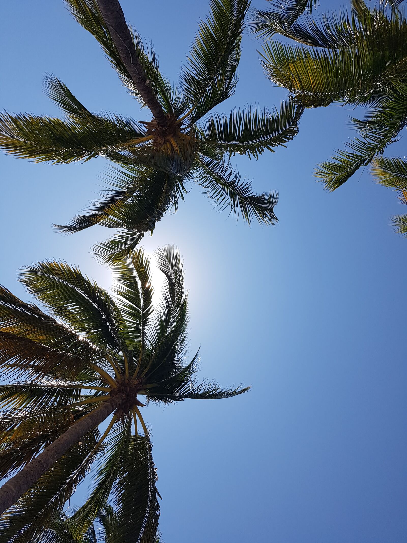 Samsung Galaxy S7 sample photo. Palm trees, beach, coconut photography