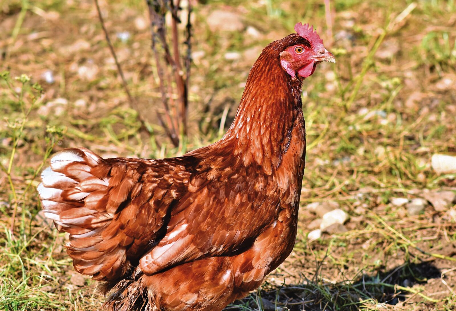 Nikon D7200 sample photo. Chicken, hen, poultry photography