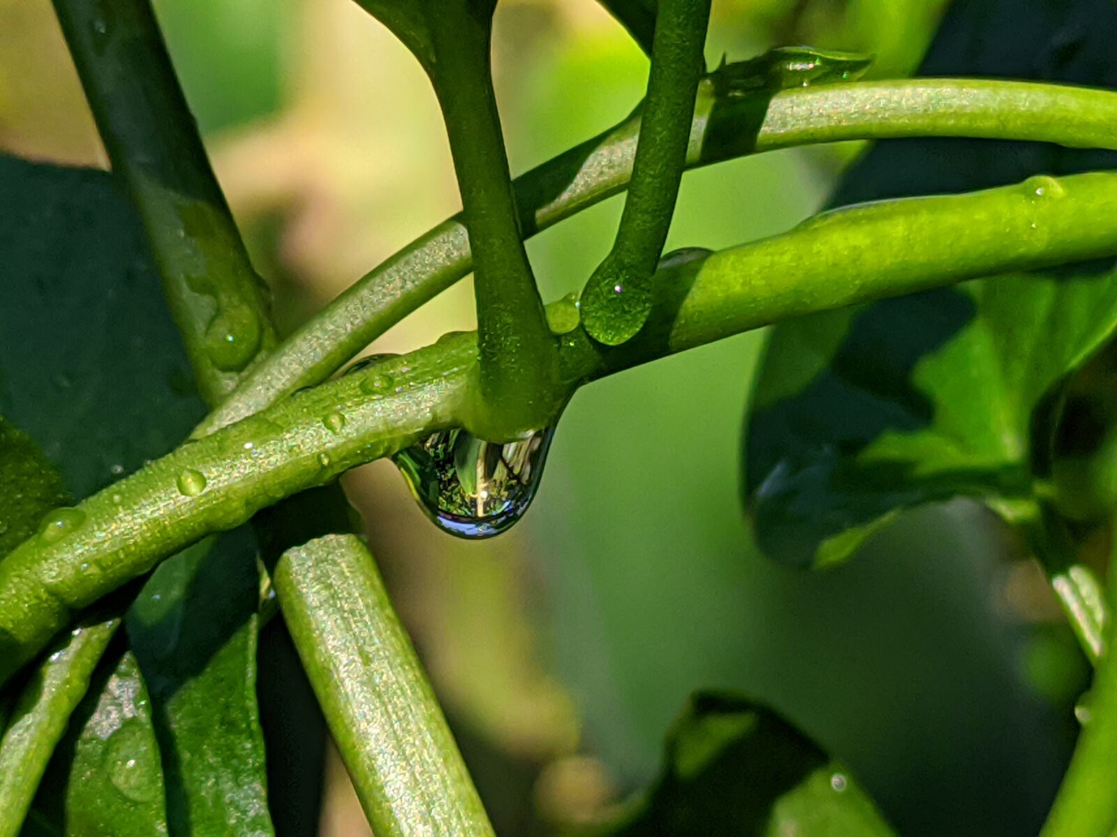 Xiaomi Redmi Note 7 sample photo. Dew drops, nice, plant photography