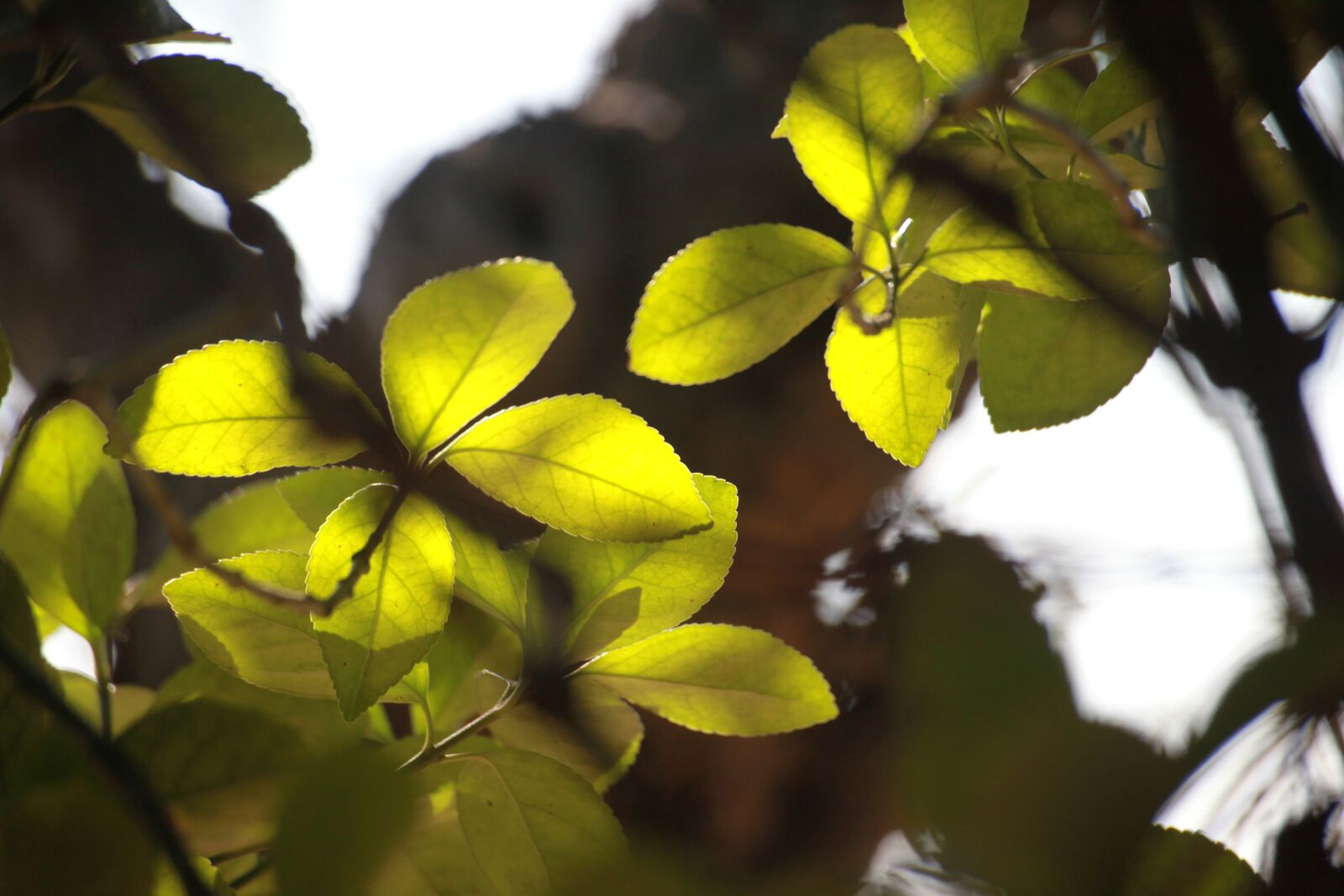 Canon EOS 5D Mark II sample photo. The leaves, wipes, wood photography