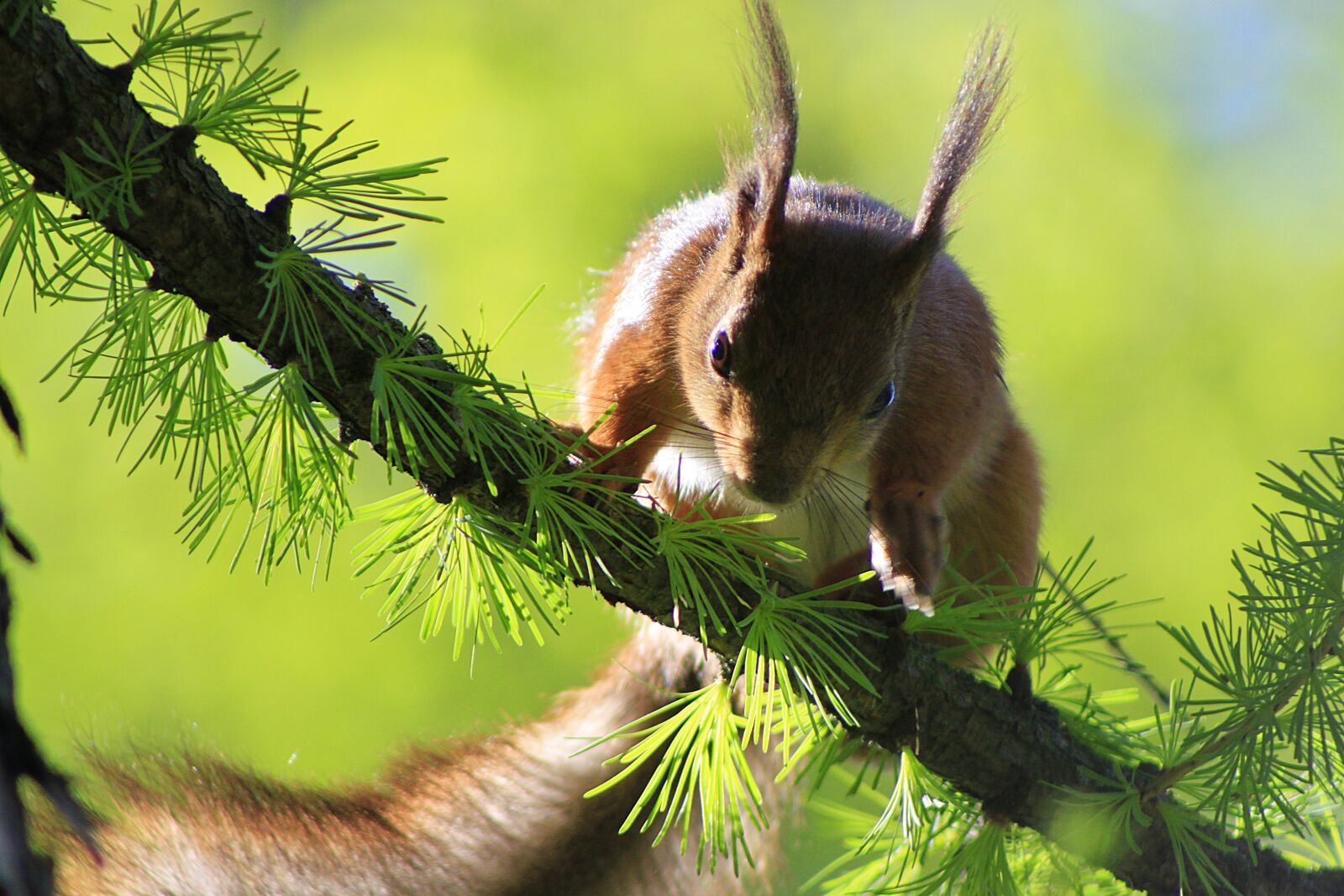 Canon EOS 500D (EOS Rebel T1i / EOS Kiss X3) sample photo. Squirrel, beauty, animal photography