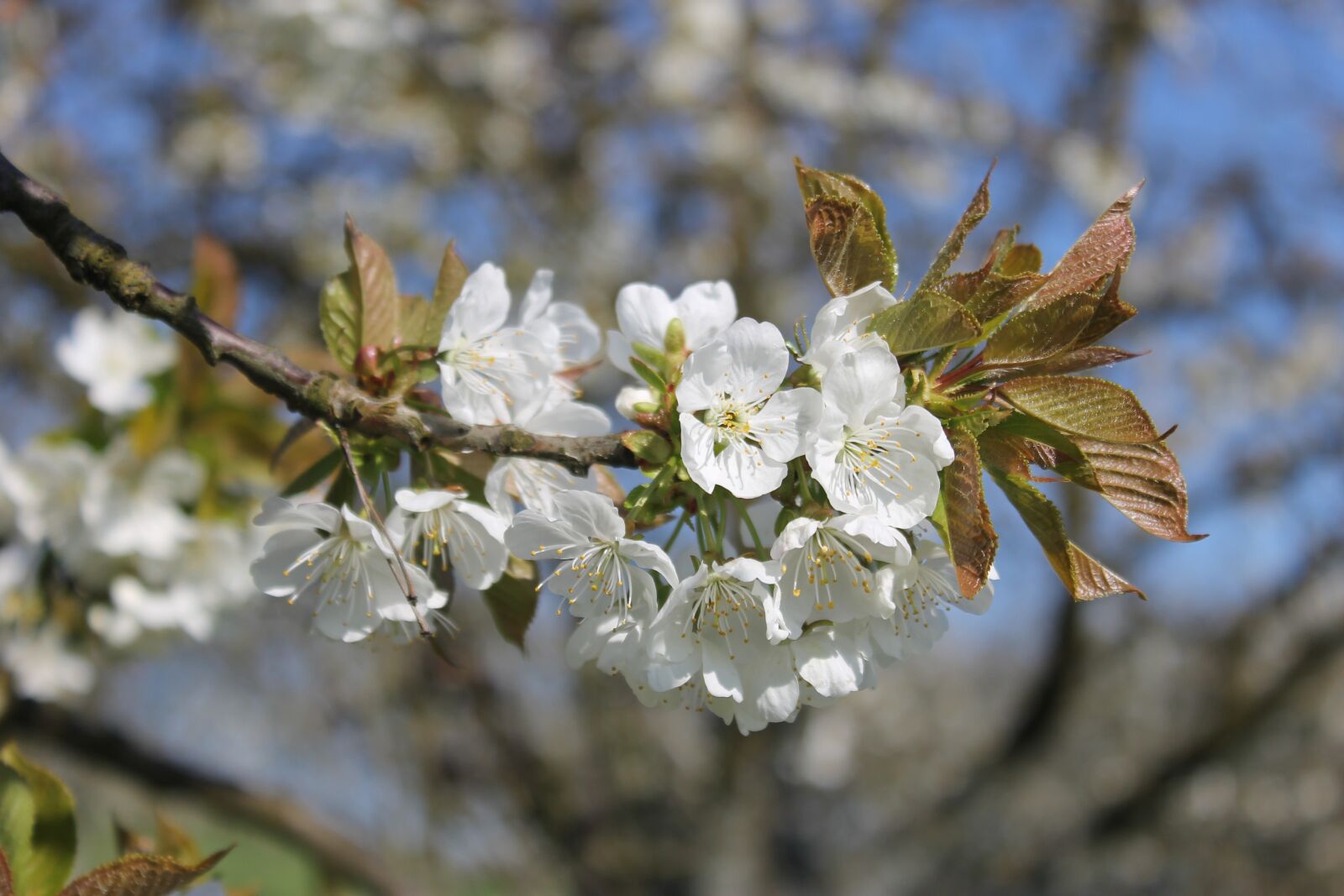 Canon EOS 1100D (EOS Rebel T3 / EOS Kiss X50) sample photo. Cherry, branch, cherry blossom photography