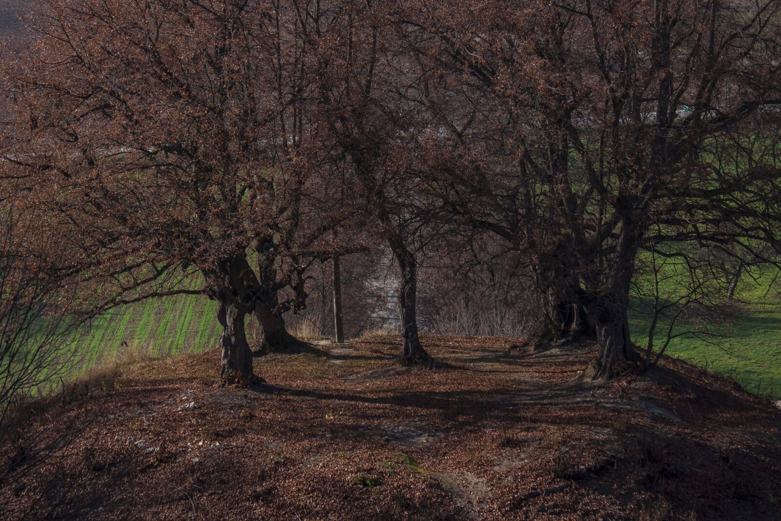 Canon EOS 50D sample photo. Brown, trees, kruz photography