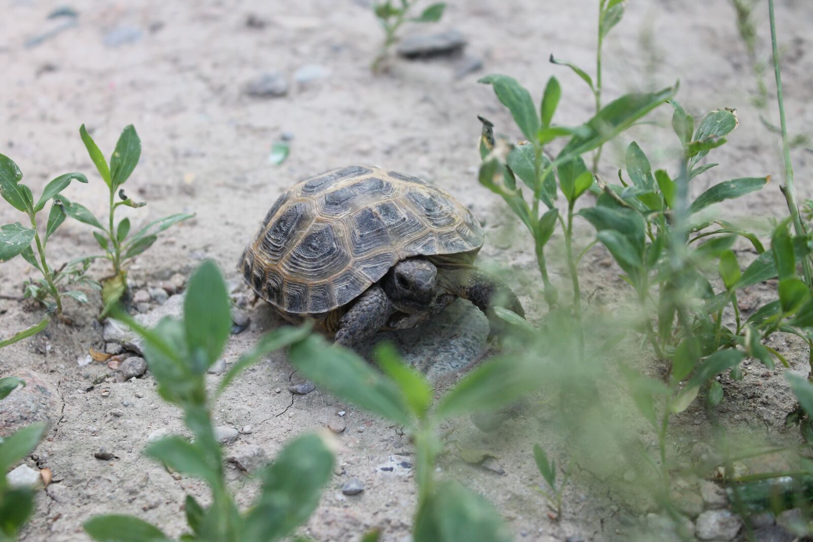 Canon EOS 1100D (EOS Rebel T3 / EOS Kiss X50) sample photo. Krupnyj plan, tortoise, reptiles photography