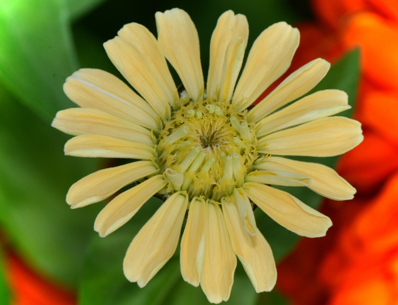 Nikon D7100 sample photo. Zinnia, yellow zinnia, yellow photography