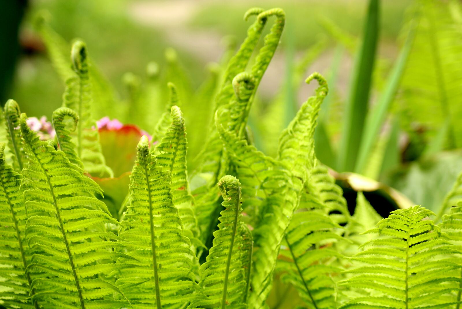 Canon EOS 1200D (EOS Rebel T5 / EOS Kiss X70 / EOS Hi) sample photo. Ferns, green, growth photography