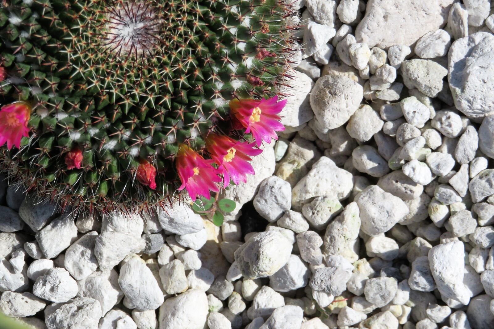 Canon PowerShot SX540 HS sample photo. Cactus, sting, buga photography