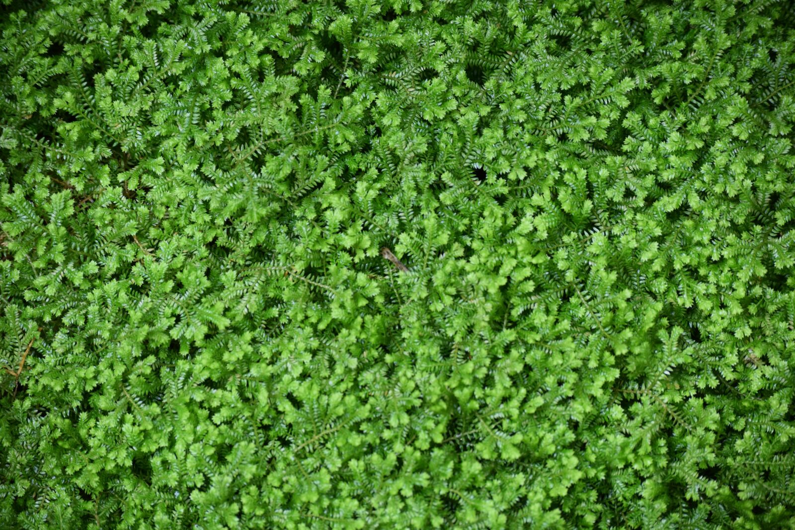 Nikon D3300 sample photo. Plant, green, nice photography