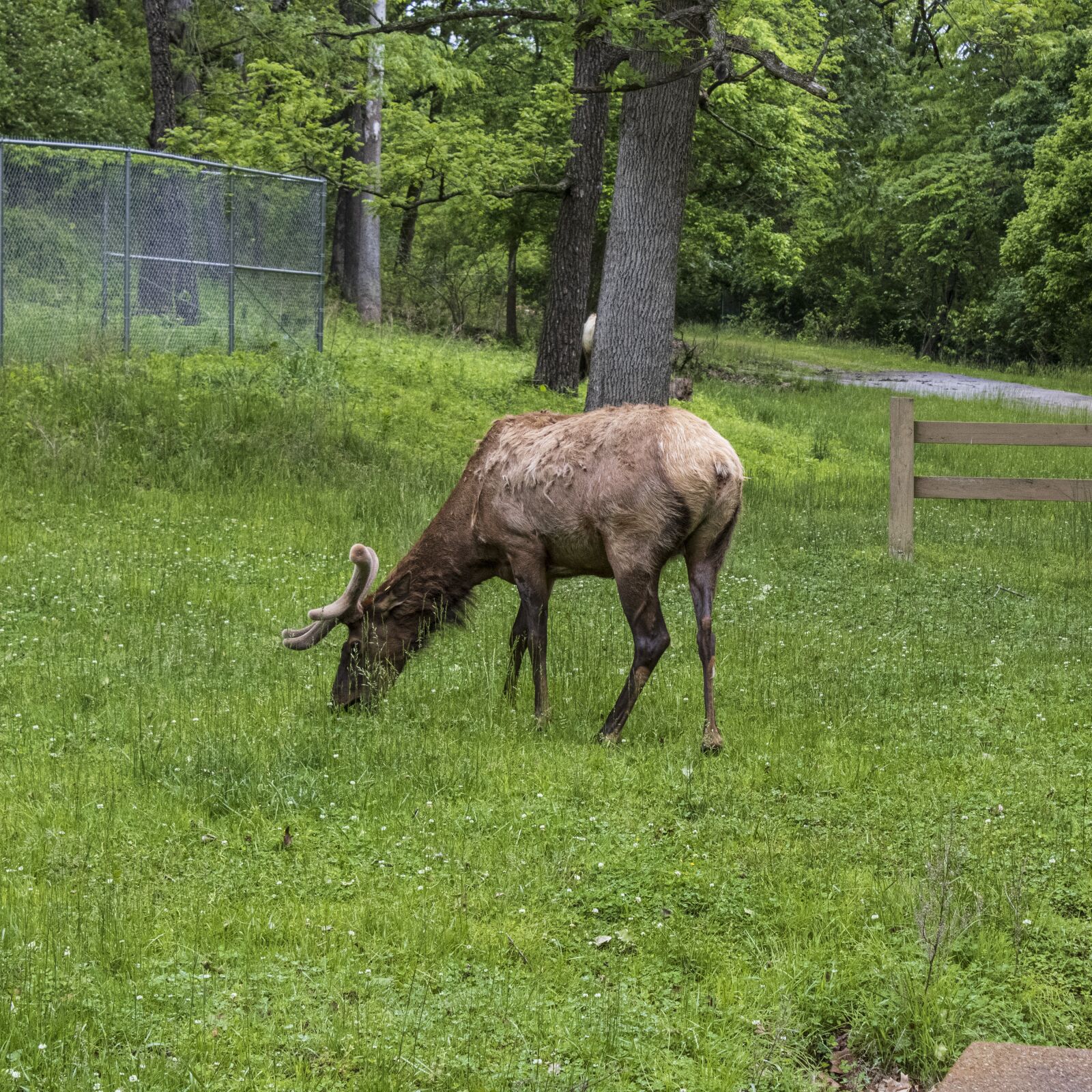 Canon EOS 2000D (EOS Rebel T7 / EOS Kiss X90 / EOS 1500D) sample photo. Elk, antlers, wildlife photography