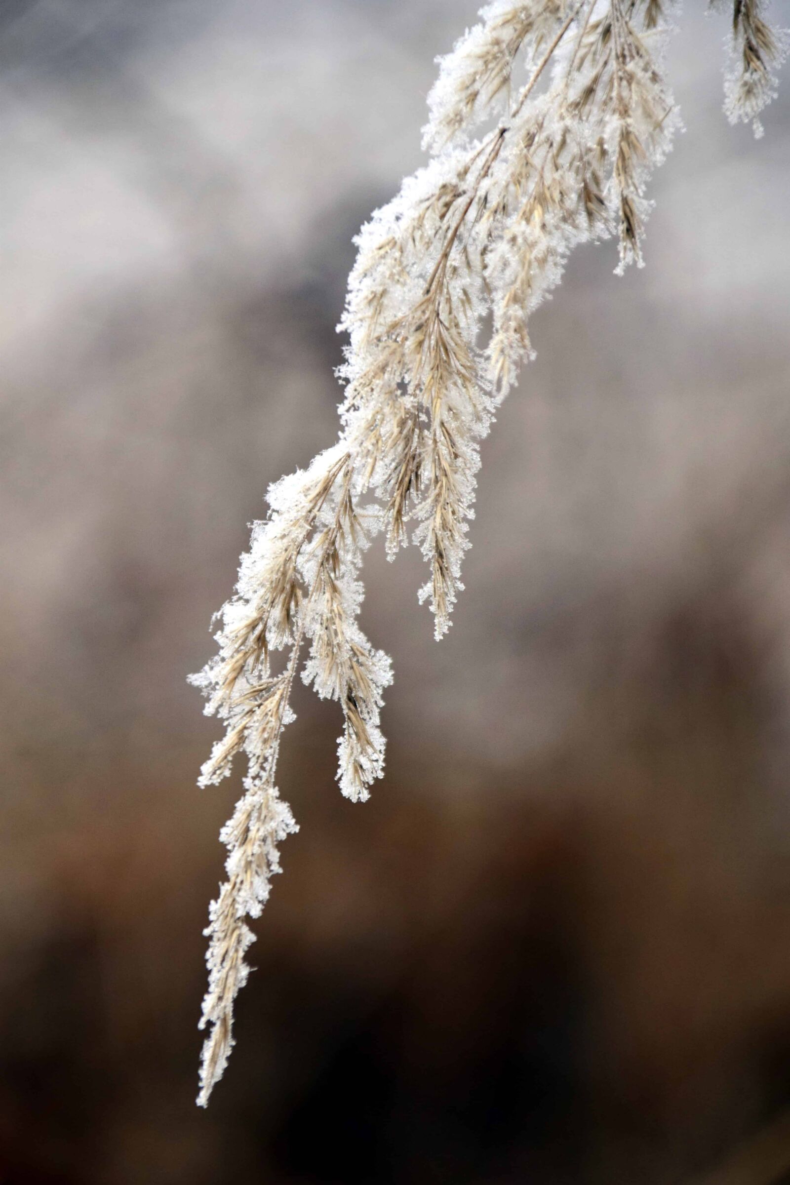 Nikon D3300 sample photo. Frost, nature, flora, winter photography