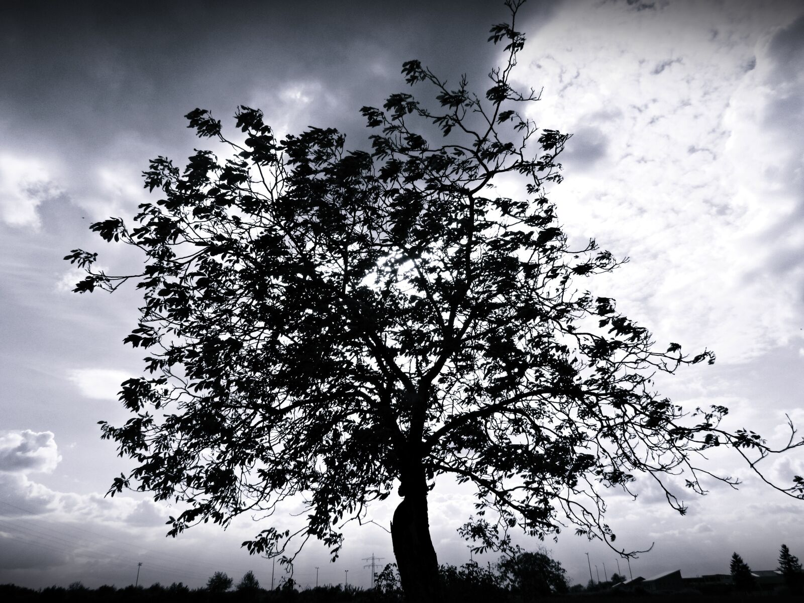 Canon PowerShot SX30 IS sample photo. Tree, nature photography