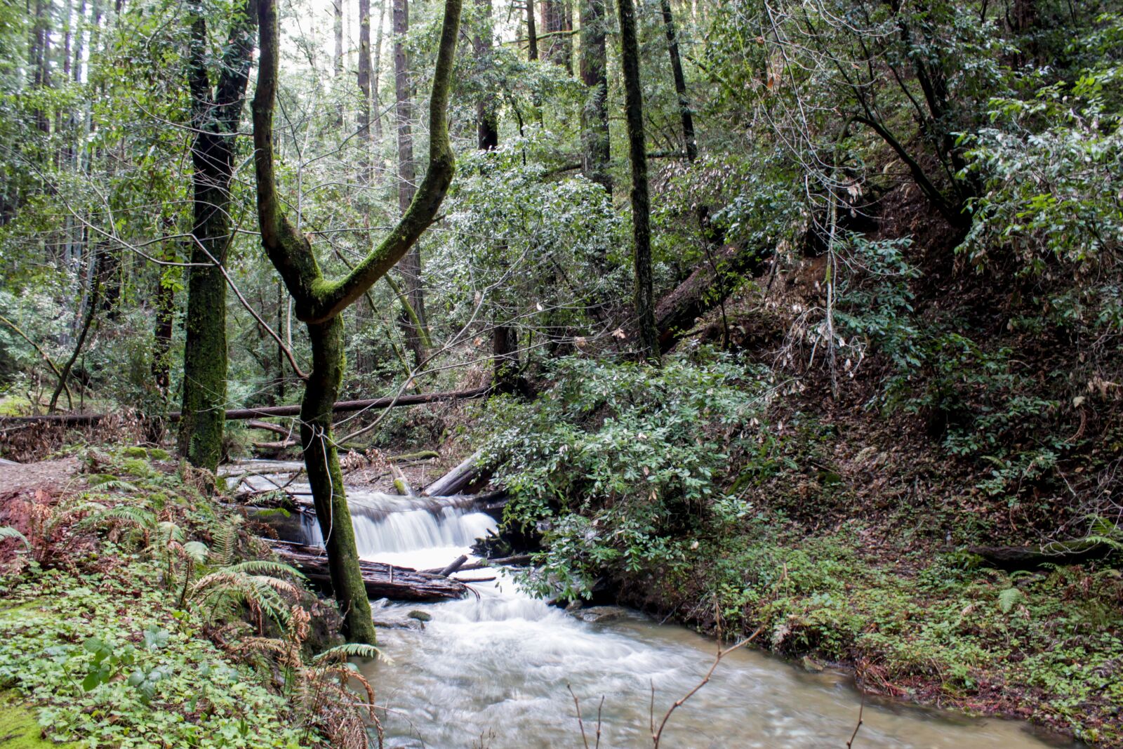 Canon EOS 1100D (EOS Rebel T3 / EOS Kiss X50) sample photo. Forest, usa, california photography