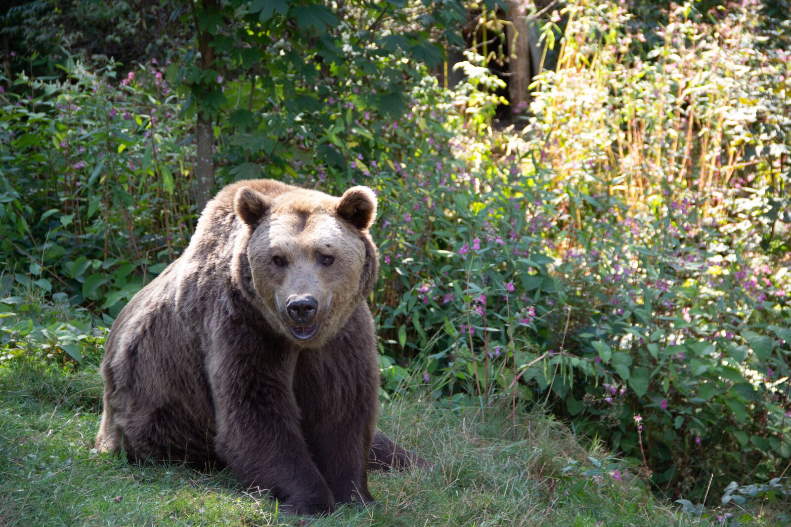 Canon EOS 60D sample photo. Brown bear, nature, animal photography