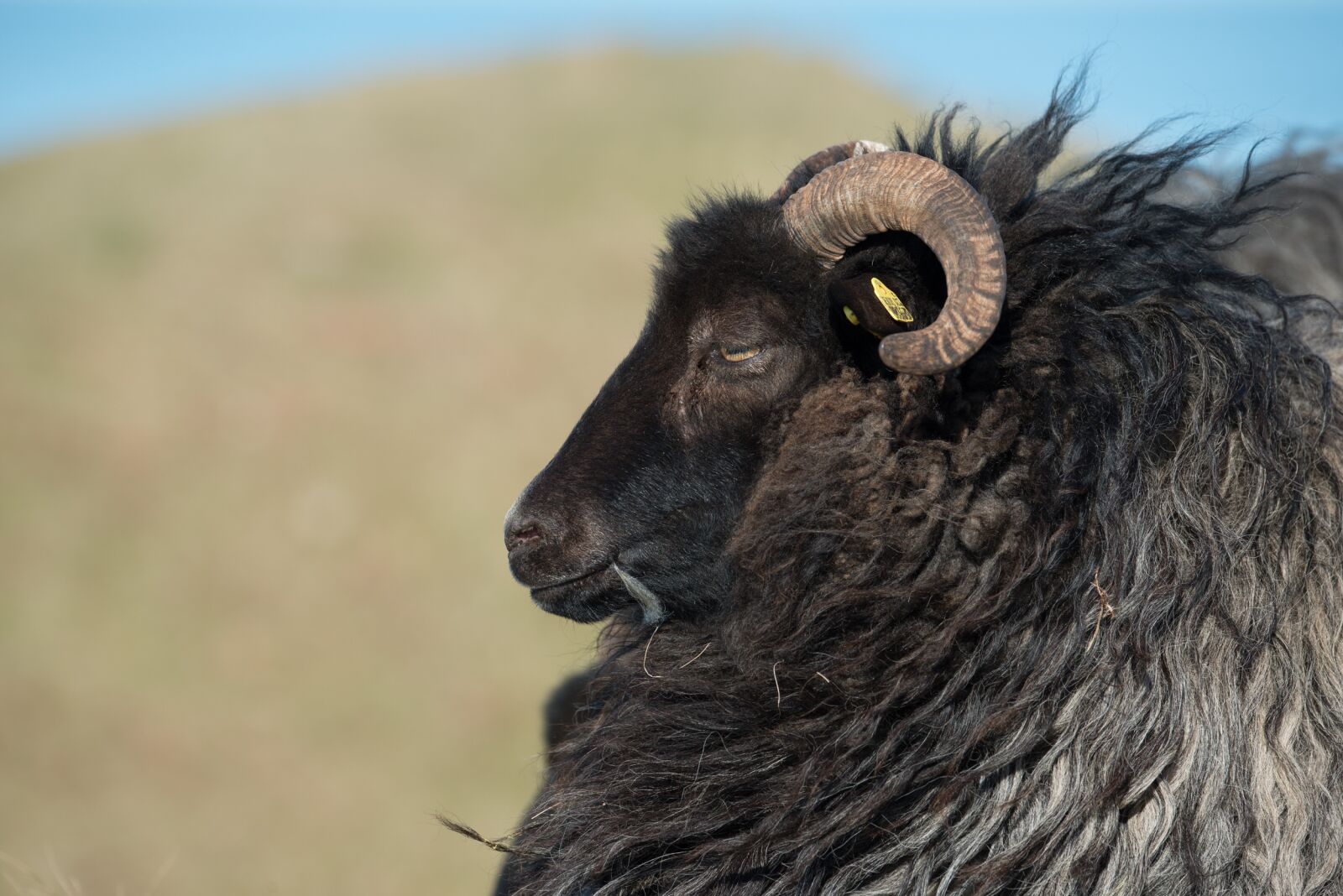 Nikon D800 sample photo. Grey horned heidschnucke, heidschnucke photography