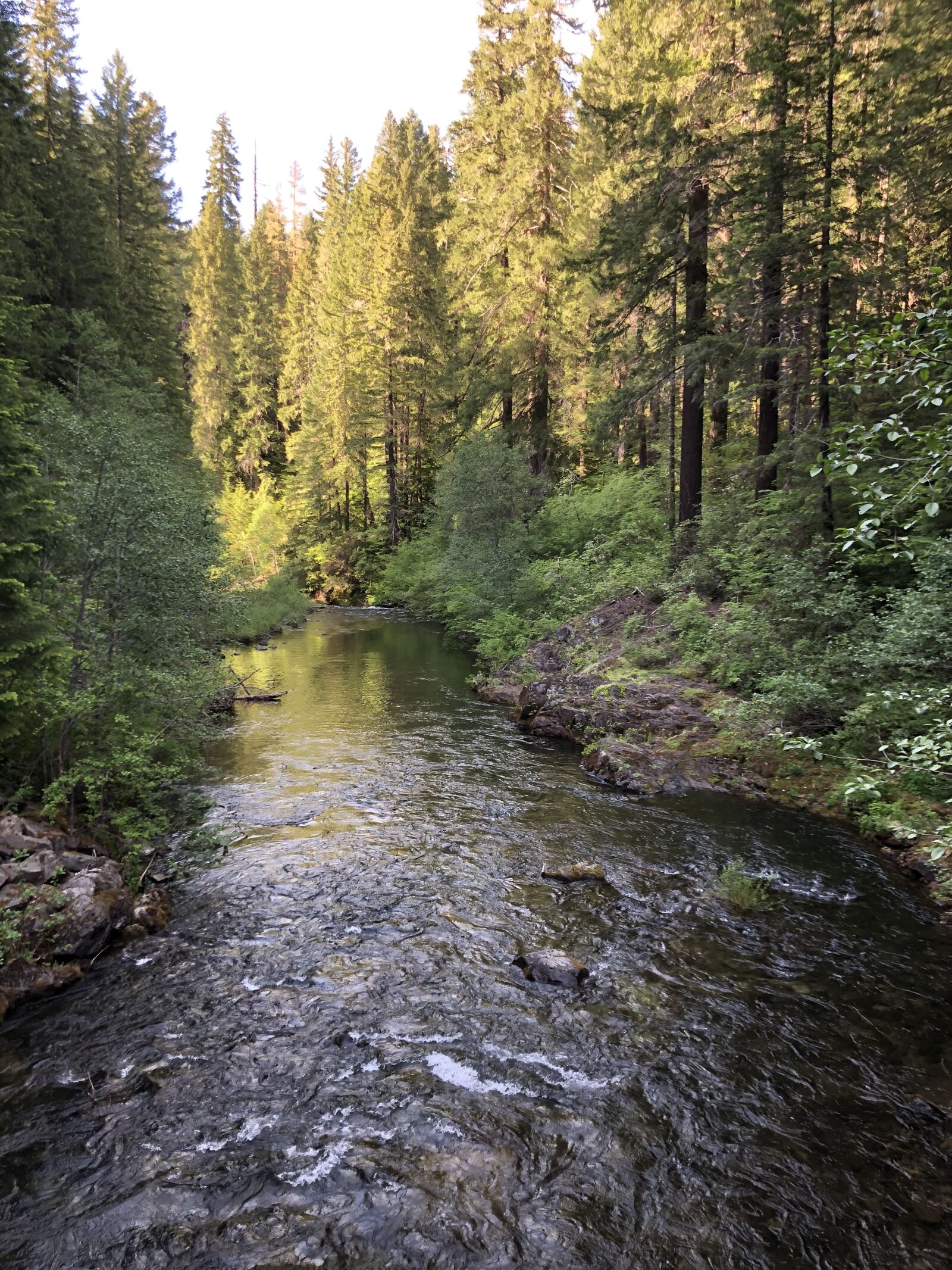 iPhone 8 Plus back dual camera 3.99mm f/1.8 sample photo. River, forest, nature photography