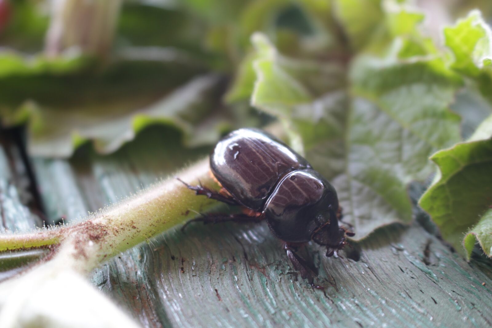 Canon EOS 700D (EOS Rebel T5i / EOS Kiss X7i) sample photo. Insect, plant, nature photography