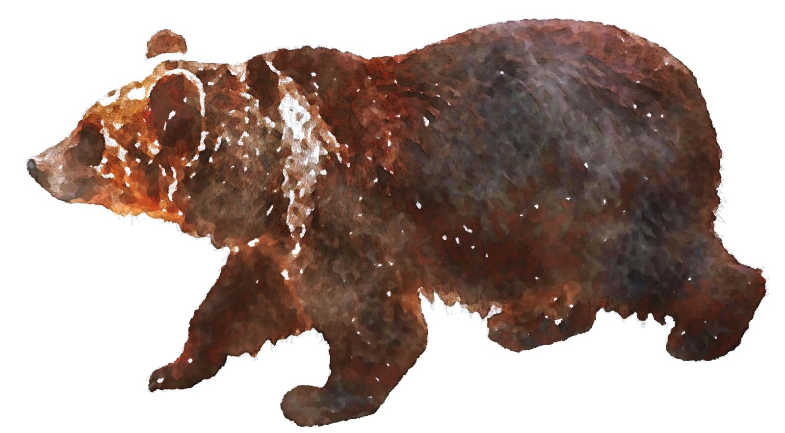 Nikon D5000 sample photo. Bear, savage beast, watercolor photography