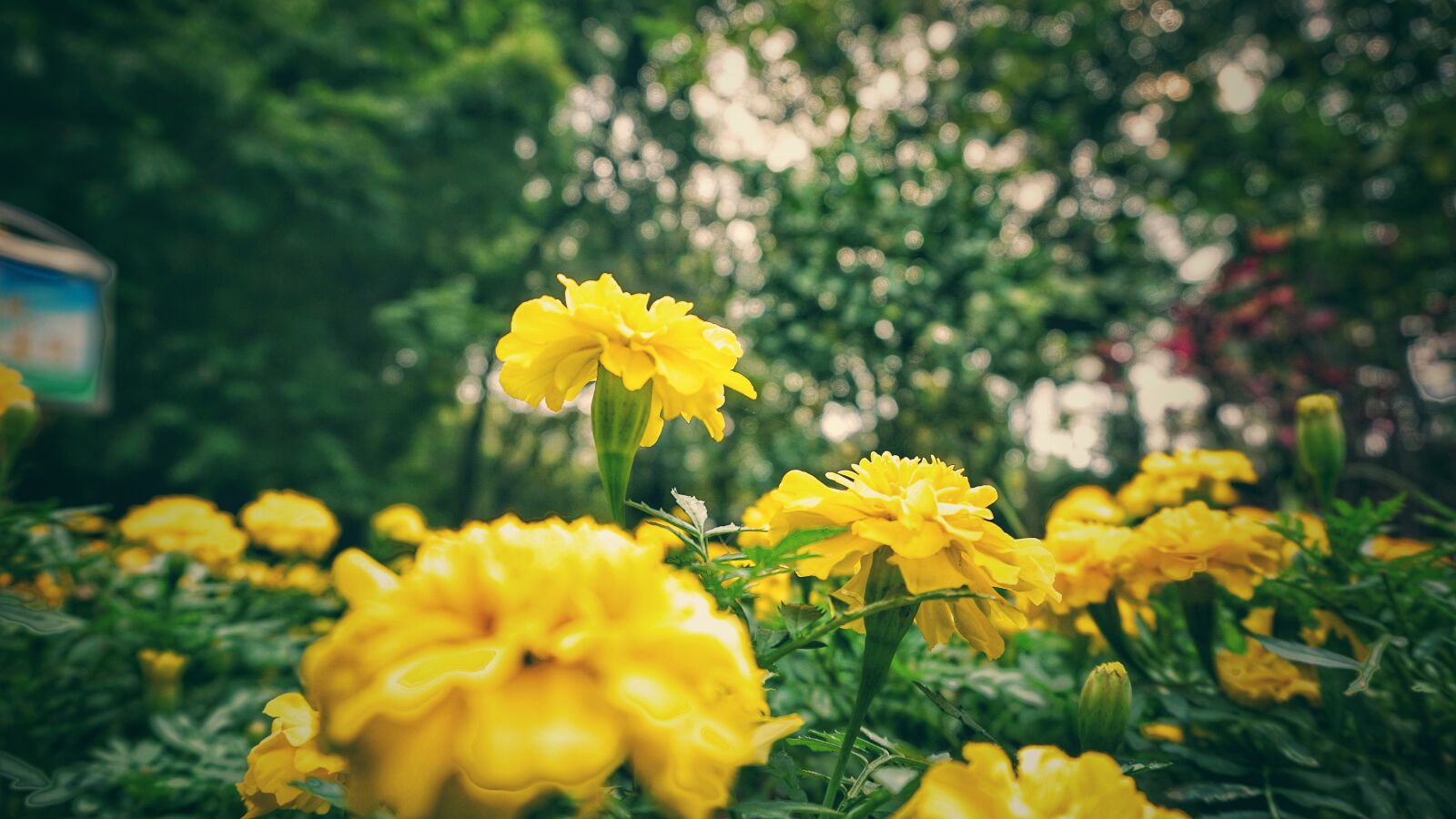 Sony a6000 sample photo. Shallow, focus, of, yellow photography