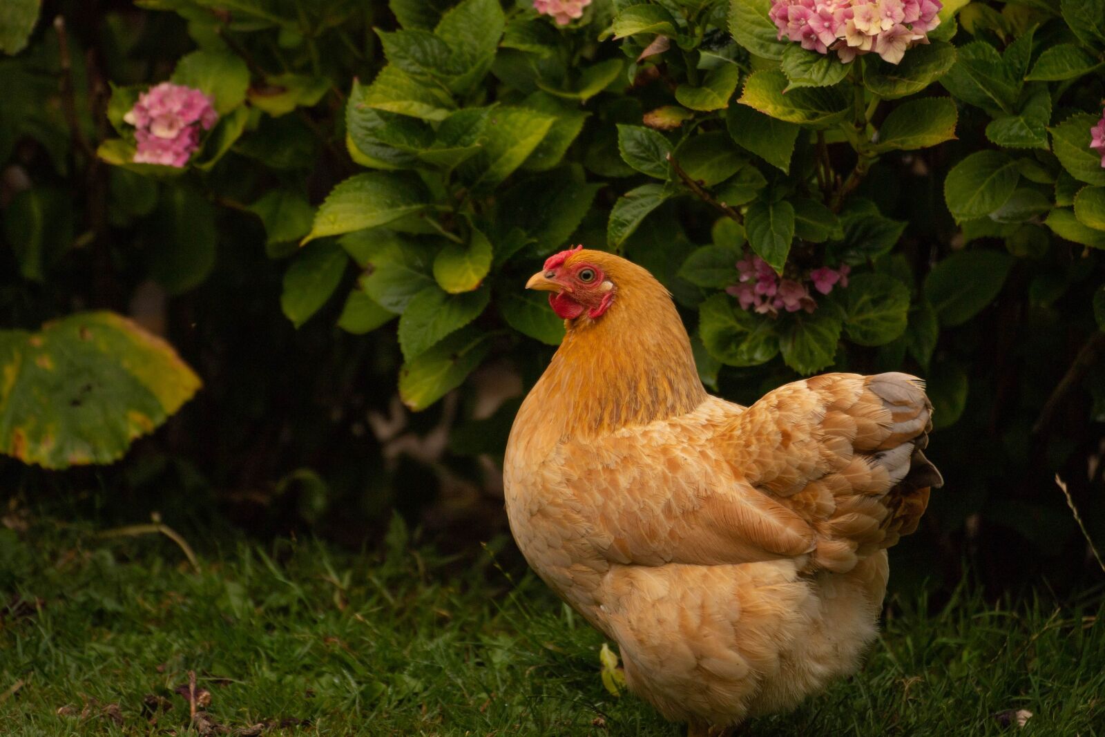 Canon EOS 6D Mark II sample photo. Chicken, garden, farm photography