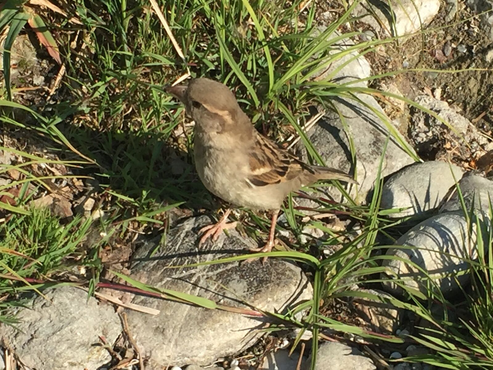 Apple iPhone 6 sample photo. Sparrow, sperling, bird photography