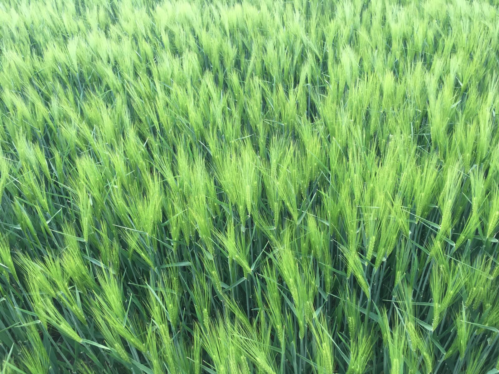 Apple iPhone 6s Plus sample photo. Wheat, einkorn, field photography