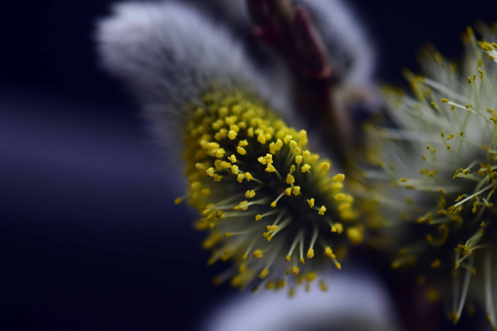 Nikon D3300 sample photo. Macro, detail, shadow, nature photography