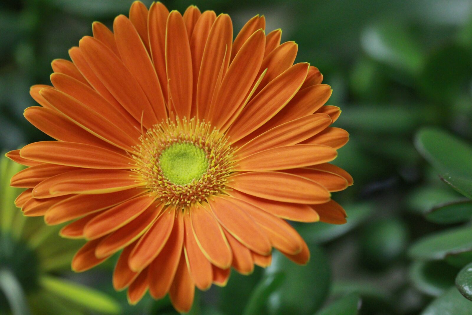 Canon EOS 60D sample photo. Flower, close up, gerbera photography