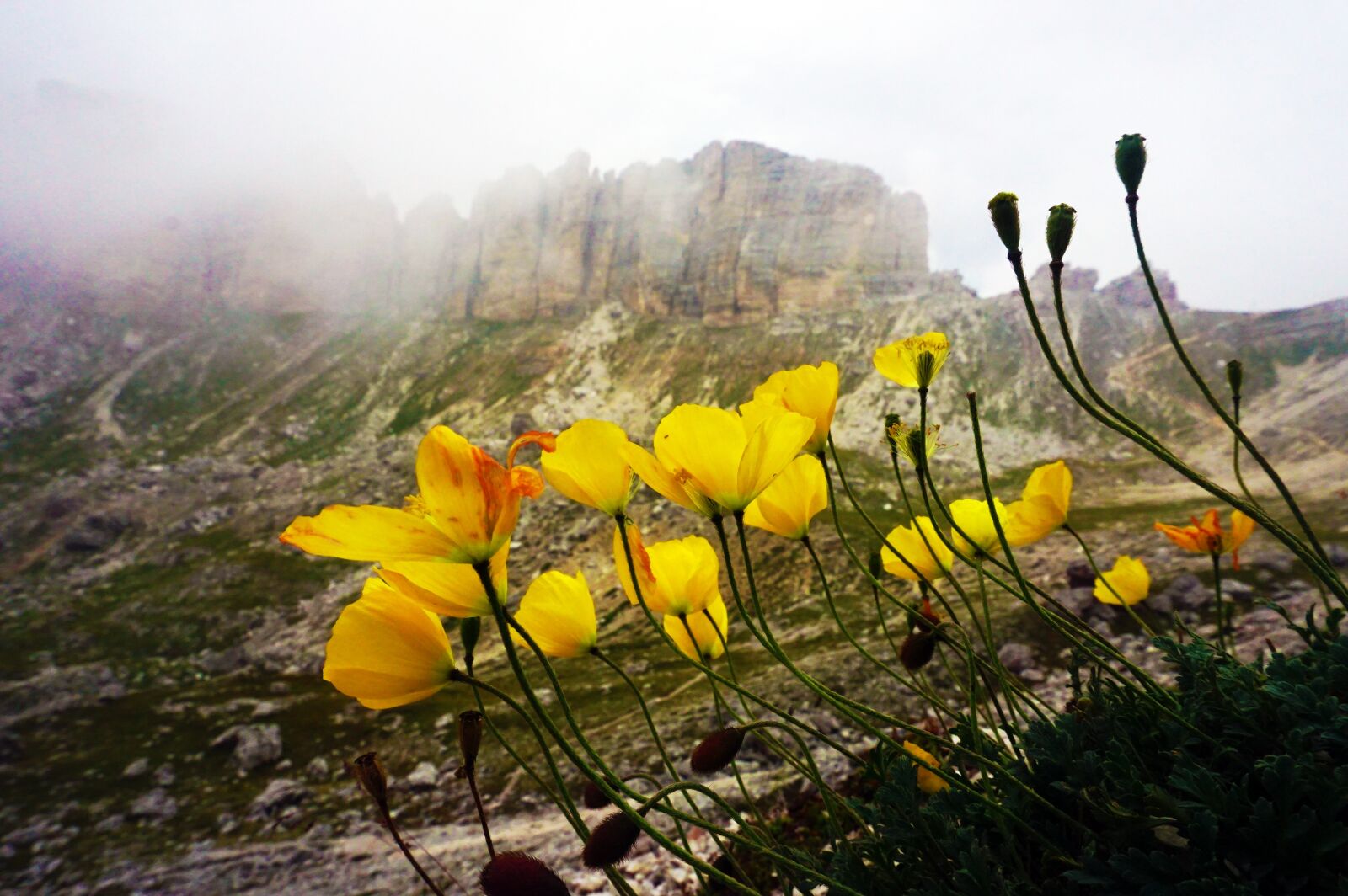Sony a6000 sample photo. Poppy, flowers, mountain photography