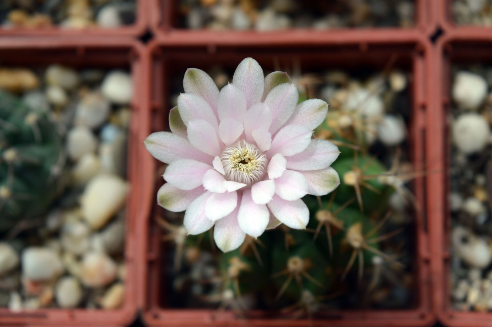 Nikon D3200 sample photo. Gymnocalycium anisitsii, cactus flower photography