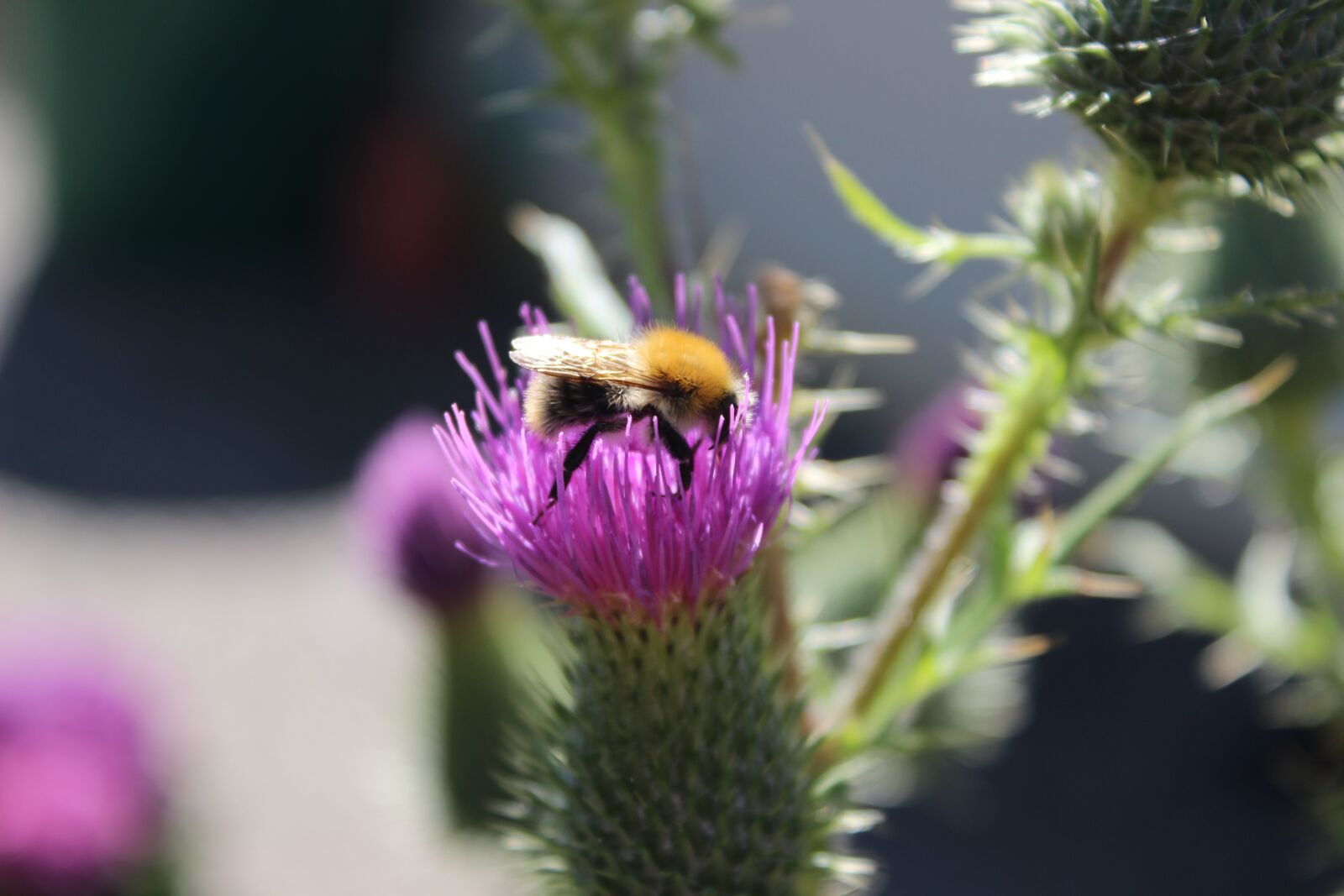Canon EOS 600D (Rebel EOS T3i / EOS Kiss X5) sample photo. Hummel, thistle, close up photography