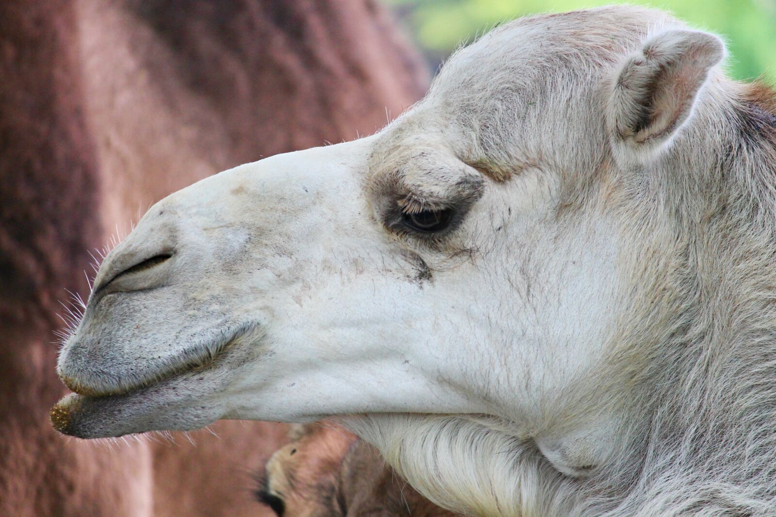 Canon EOS 1100D (EOS Rebel T3 / EOS Kiss X50) sample photo. Dromedary, camel, animal photography