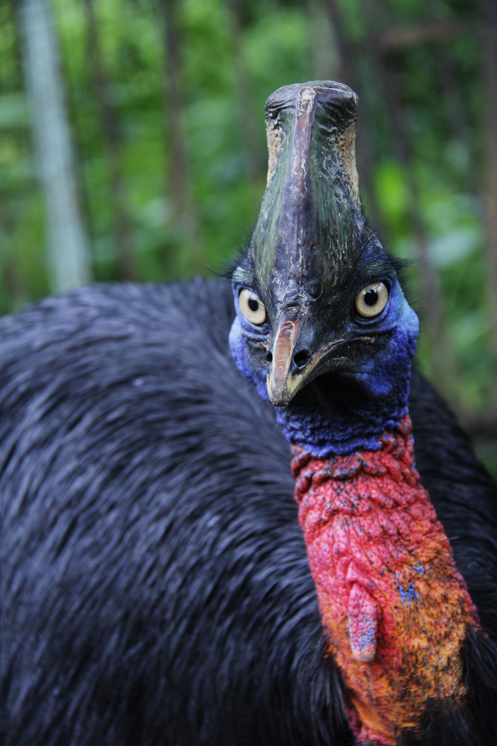 Canon EF-S 18-200mm F3.5-5.6 IS sample photo. Bird, camel, cassowary photography