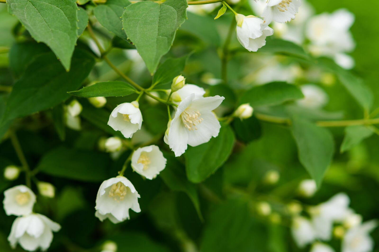 Nikon D7200 sample photo. Jasmine branch close-up, evening photography
