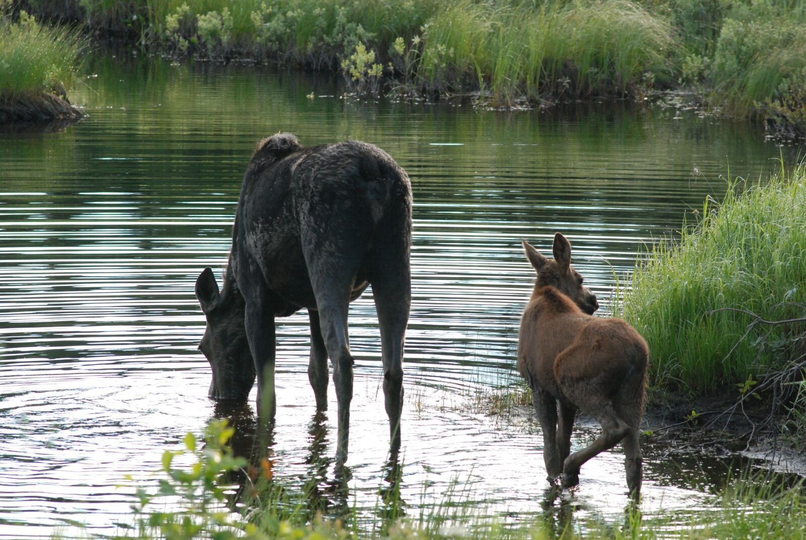 Nikon D80 sample photo. Moose and cow, heading photography