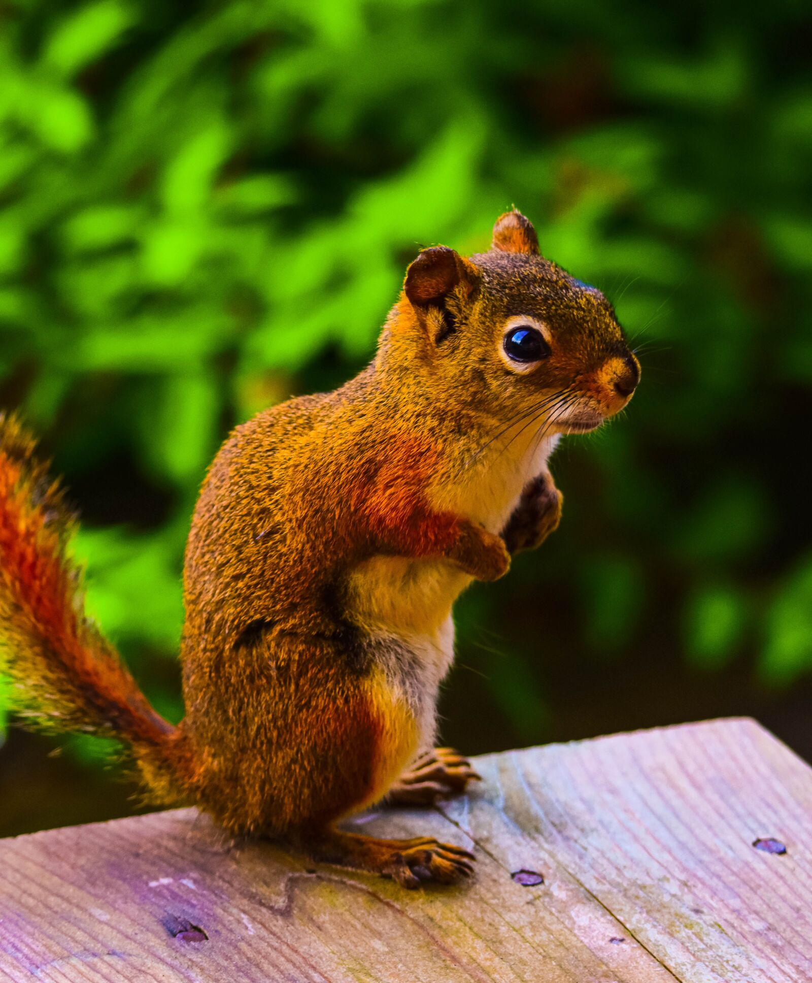 Tamron SP 150-600mm F5-6.3 Di VC USD sample photo. Squirrel, animal, canada photography