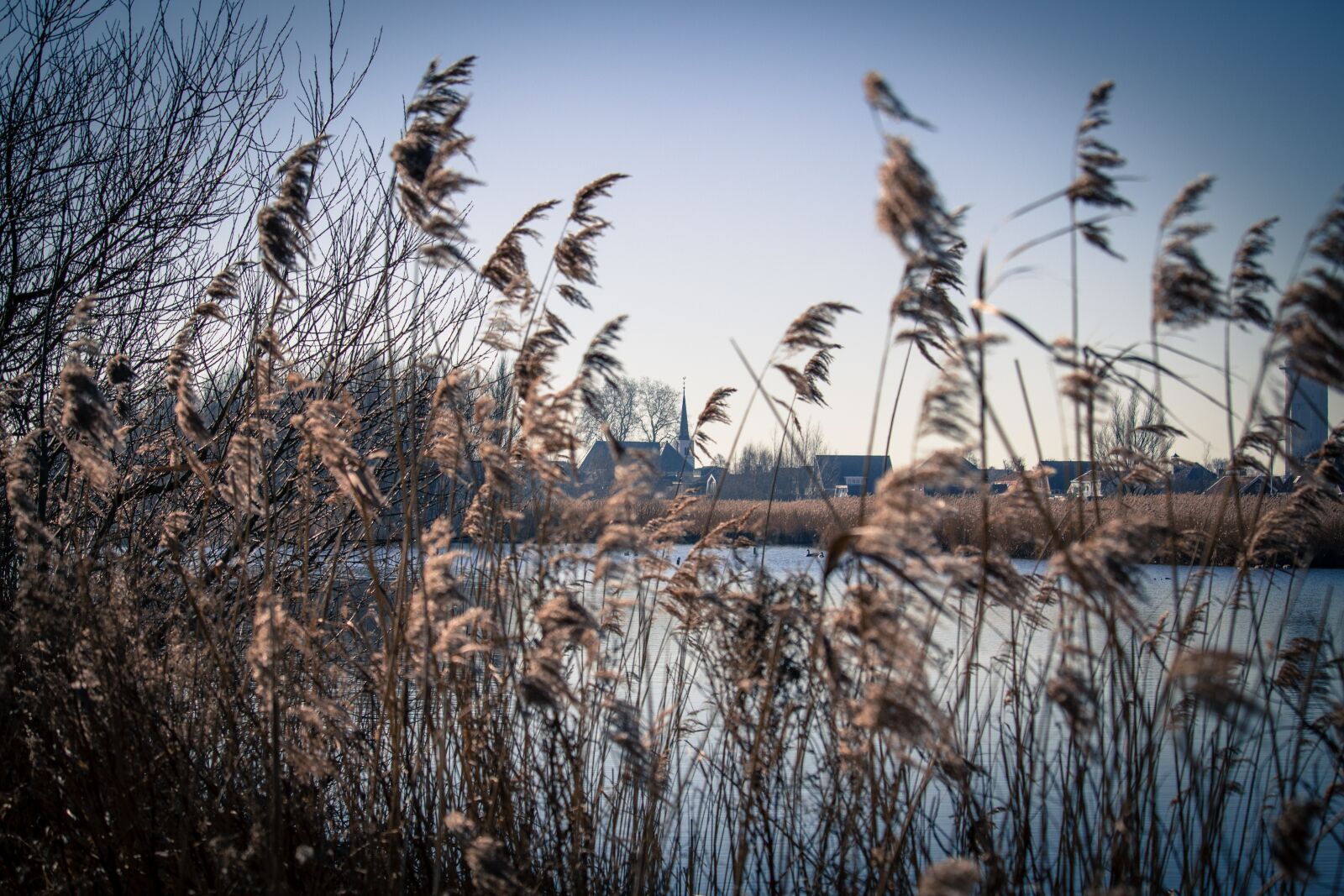 Canon EOS 100D (EOS Rebel SL1 / EOS Kiss X7) sample photo. Reed, water, holland photography
