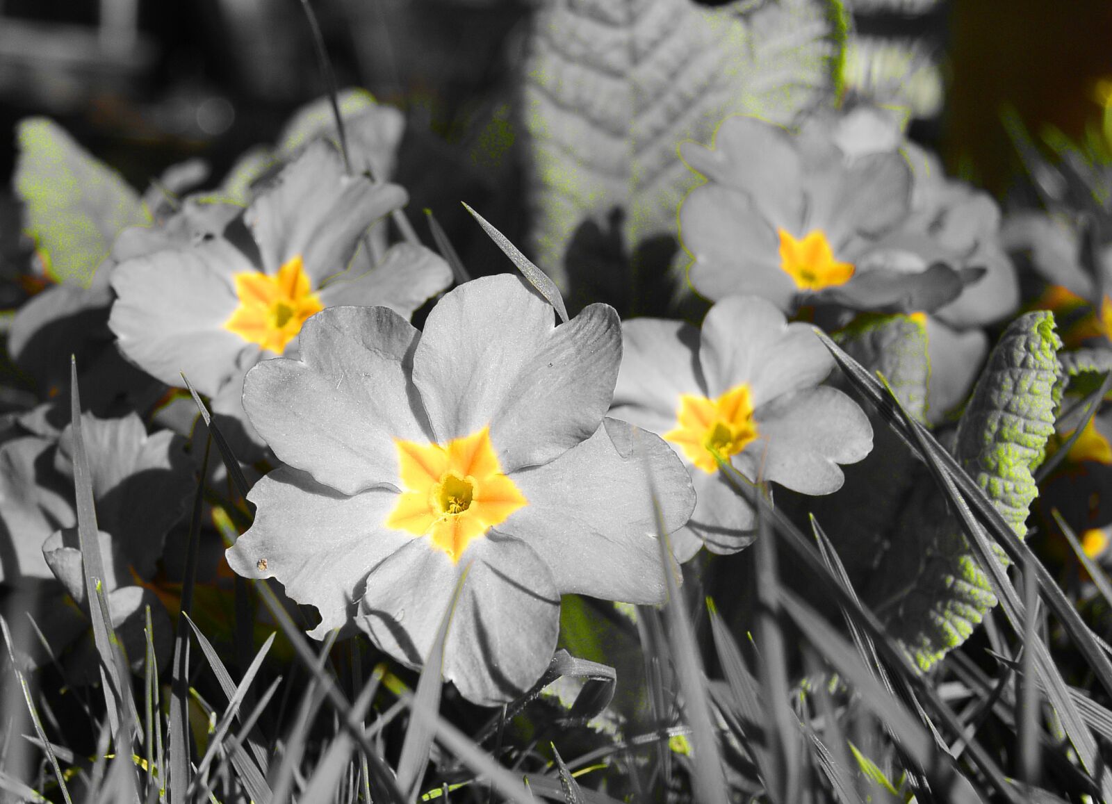 Nikon 1 Nikkor 11-27.5mm F3.5-5.6 sample photo. Primrose, primula, yellow photography