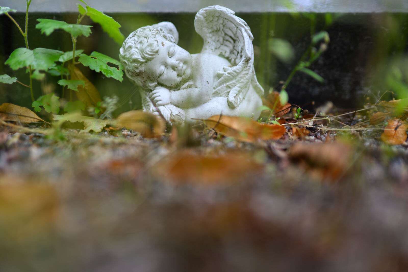Nikon Nikkor Z 35mm F1.4 sample photo. Sleeping angel bokeh photography