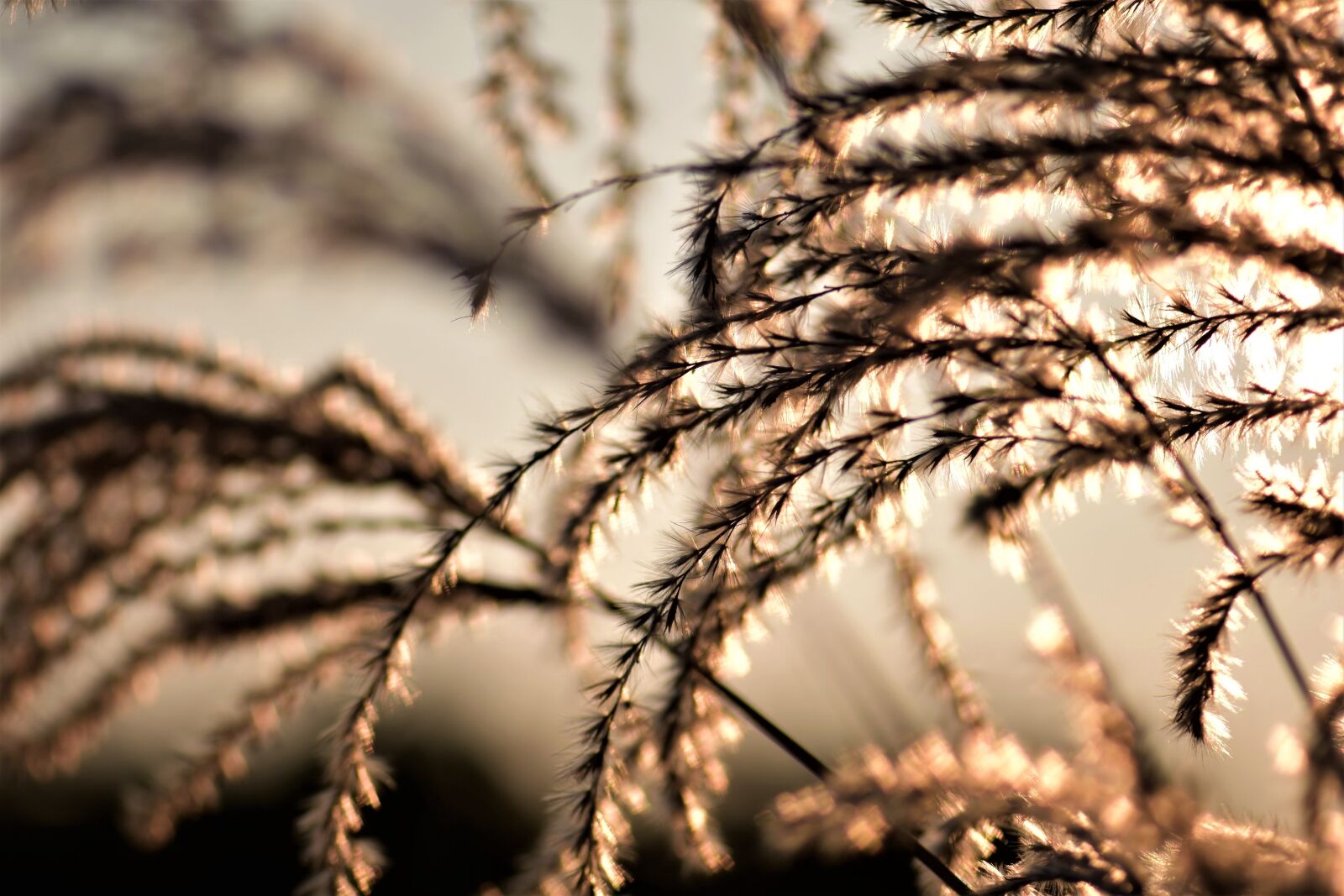 Nikon D5500 sample photo. Bamboo grassedit this page photography