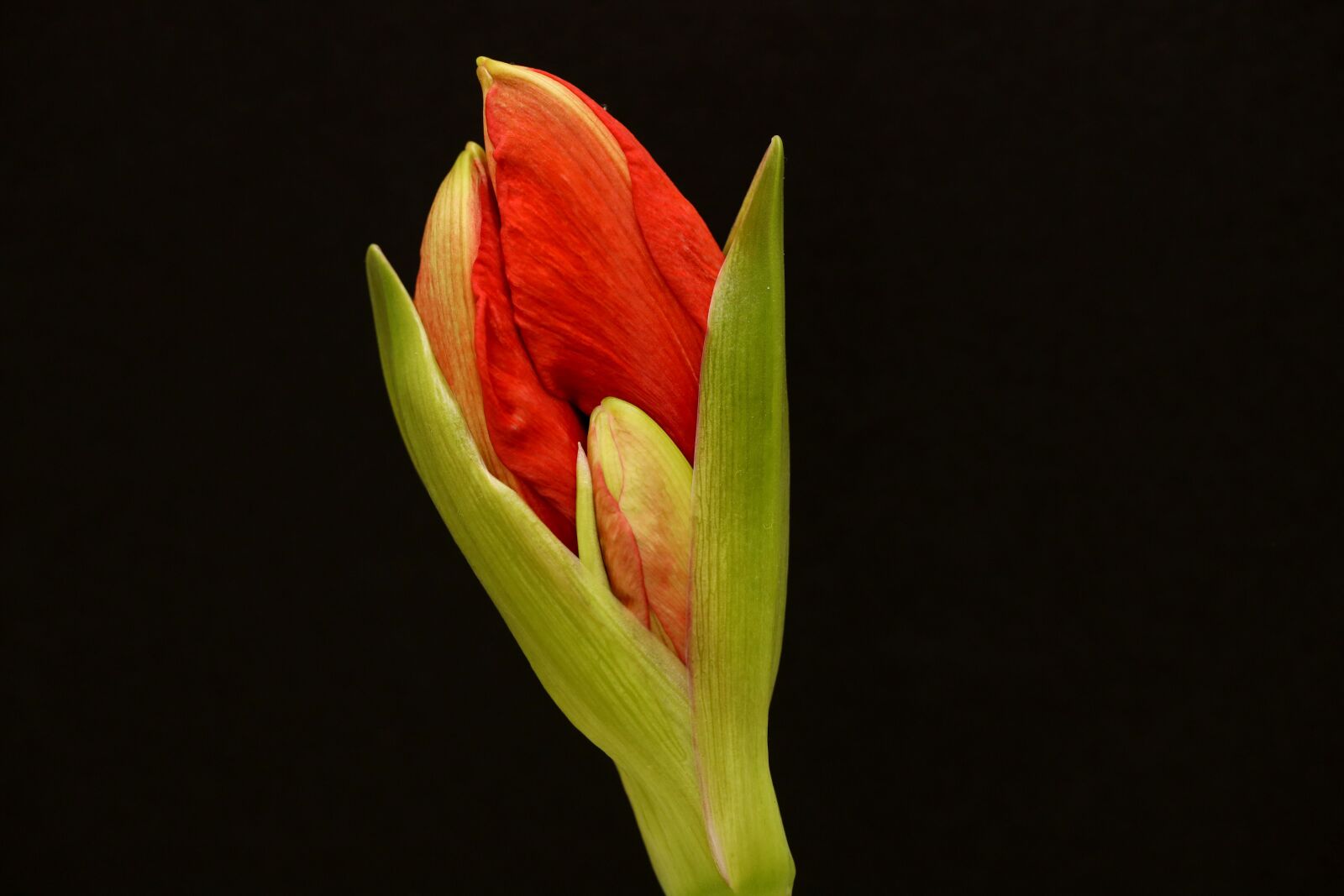 Canon EOS R sample photo. Amaryllis, flower, bud photography