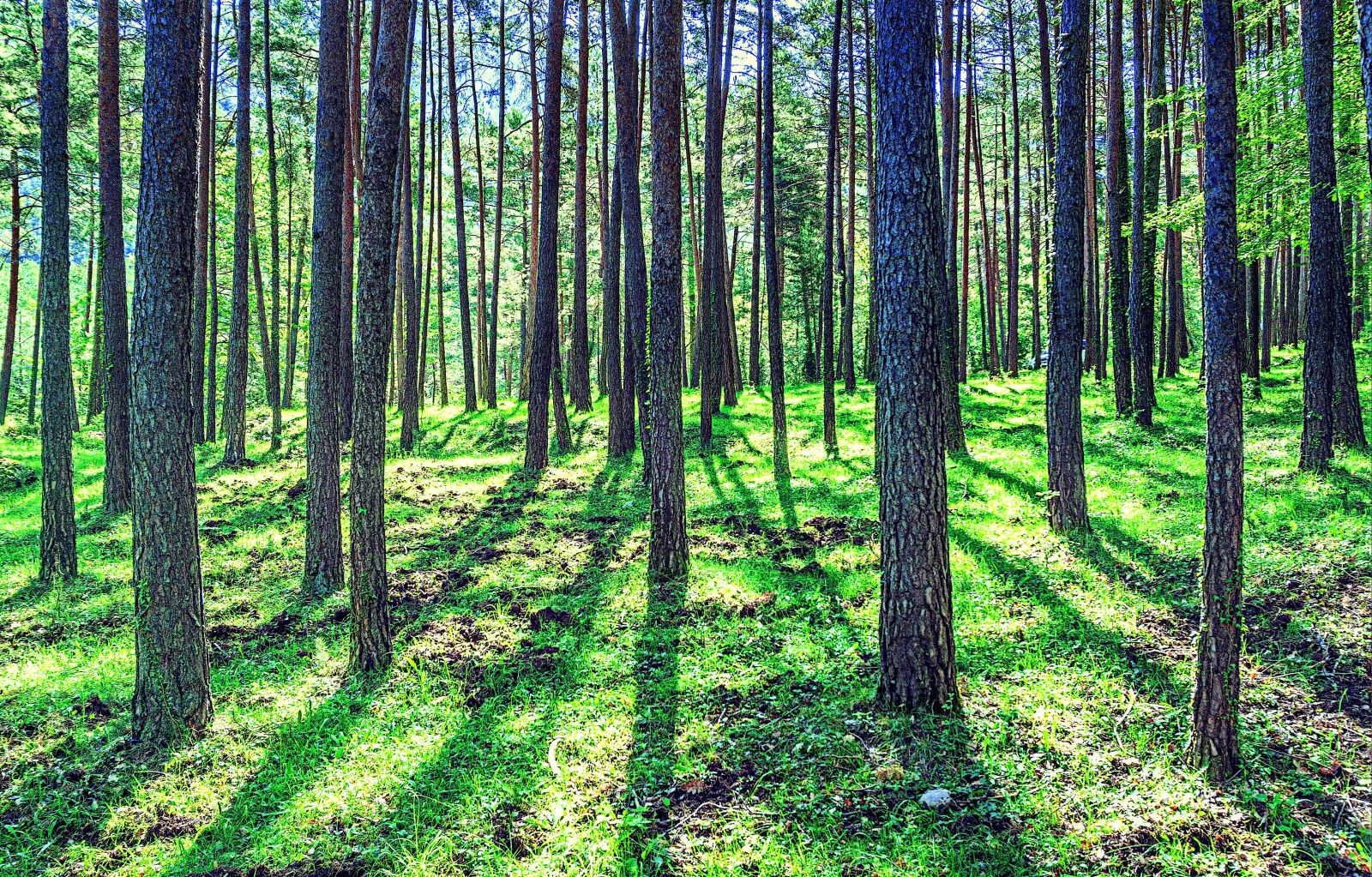 Sony a6000 sample photo. Nature, landscape, forest photography