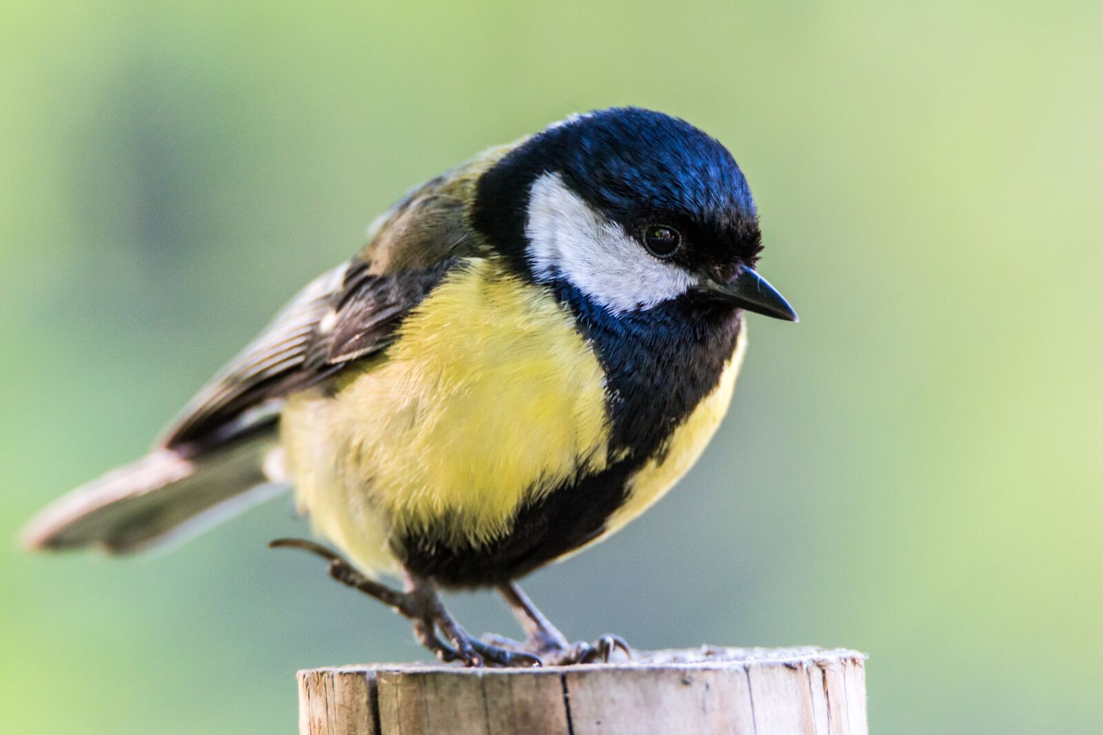 Tamron SP 150-600mm F5-6.3 Di VC USD sample photo. Ave, bird, chickadee photography