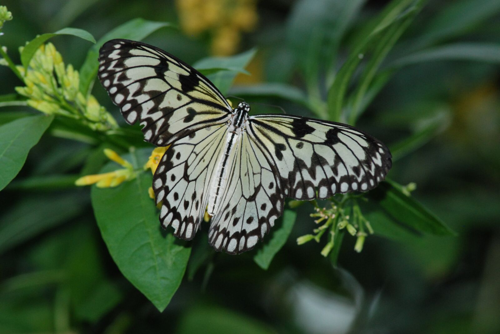 Nikon D80 sample photo. Butterfly, feeding, wings spread photography