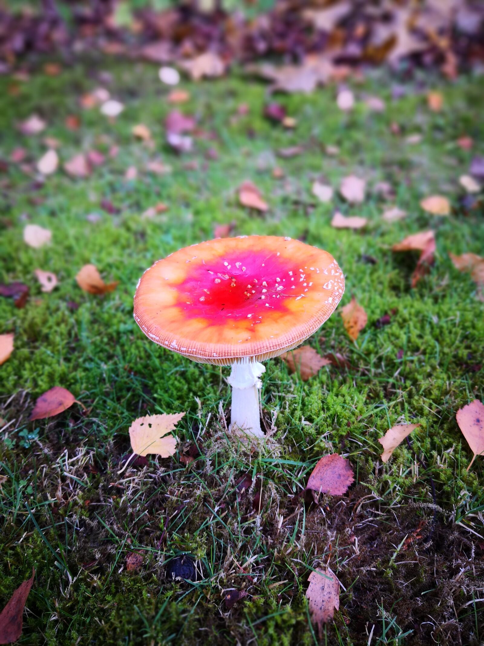 HUAWEI Mate 10 Pro sample photo. Autumn, red, mushroom photography