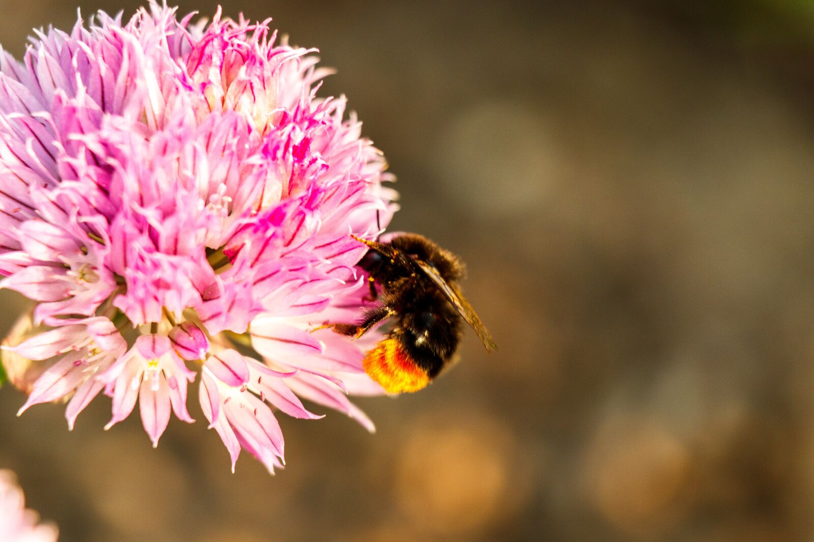 Canon EF-S 18-135mm F3.5-5.6 IS USM sample photo. Hummel, close up, insect photography