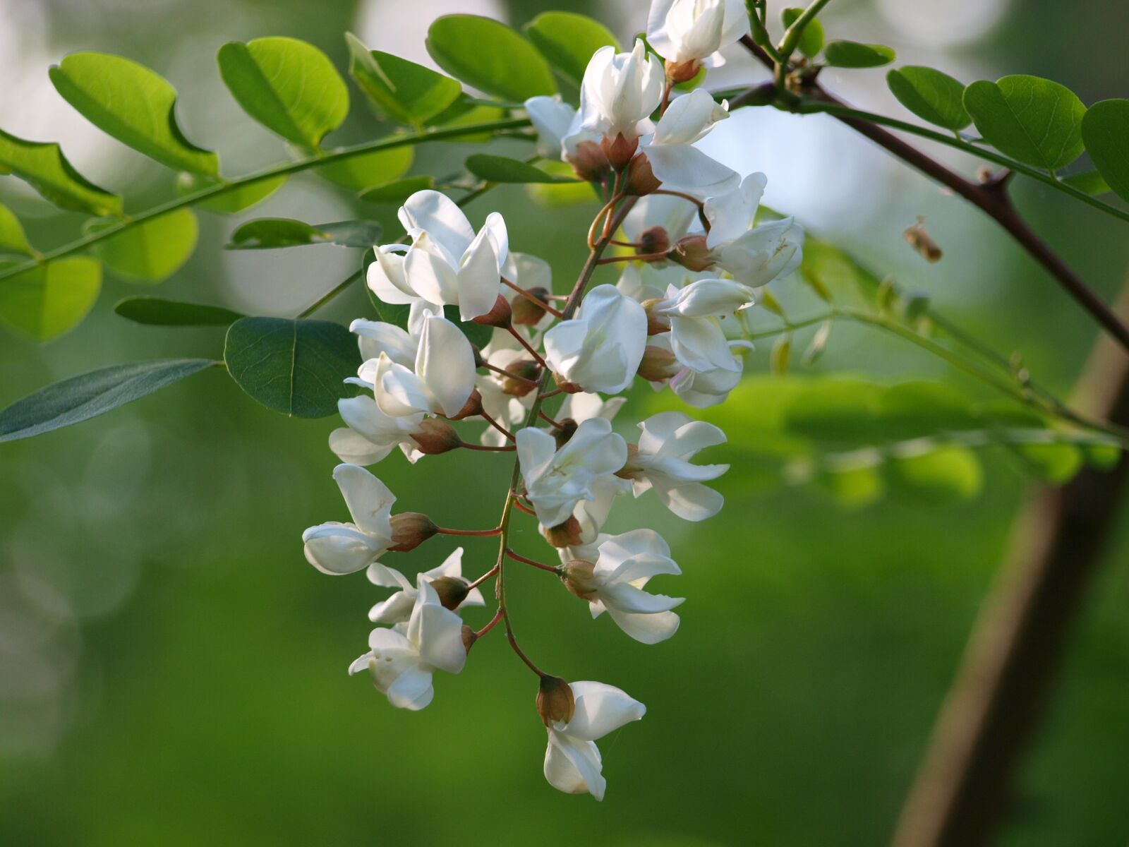Olympus E-420 (EVOLT E-420) sample photo. Bush, blossom, bloom photography