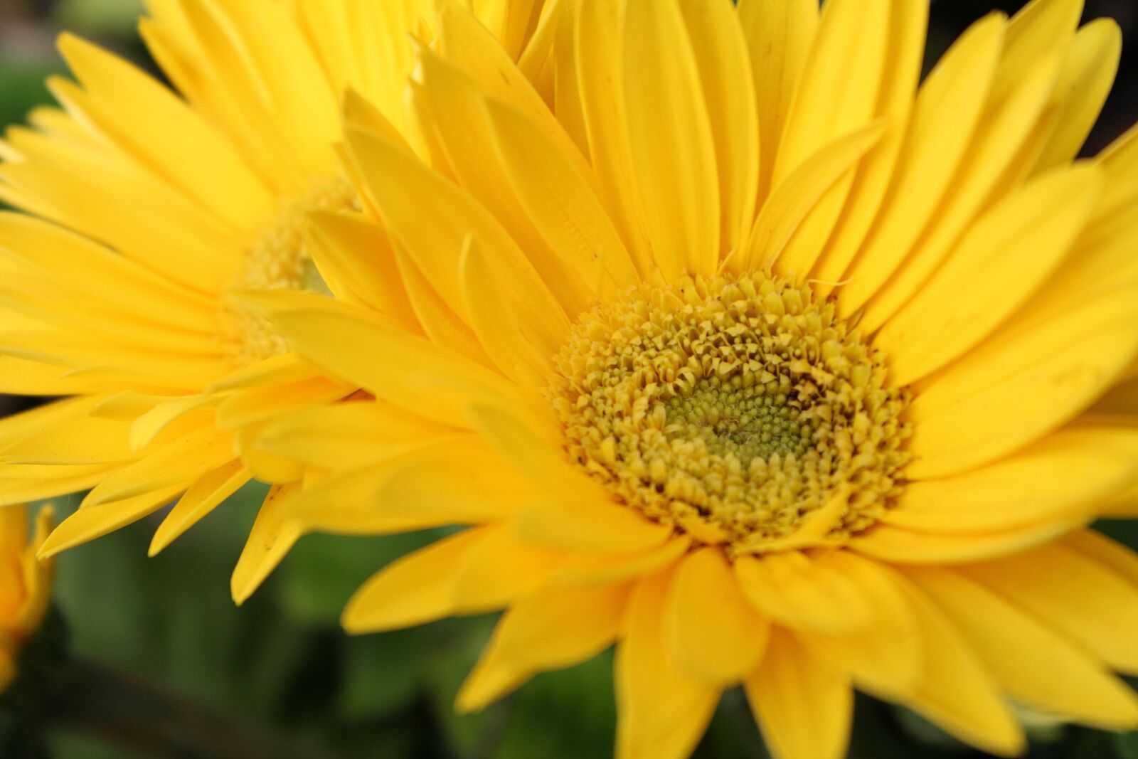 Canon EOS 1300D (EOS Rebel T6 / EOS Kiss X80) sample photo. Yellow, flowers, close-up photography