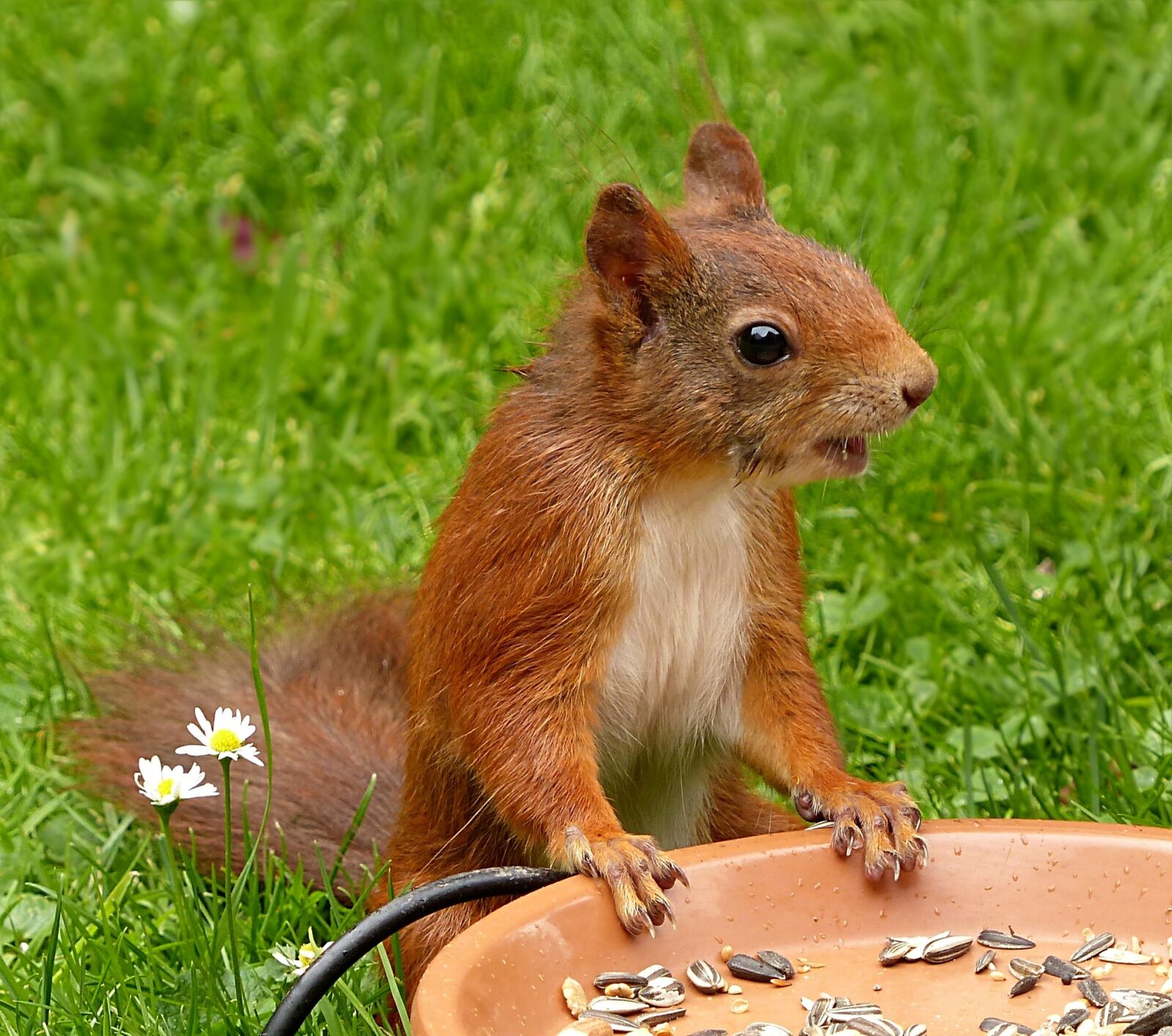 Panasonic Lumix DMC-FZ200 sample photo. Squirrel, sciurus vulgaris major photography