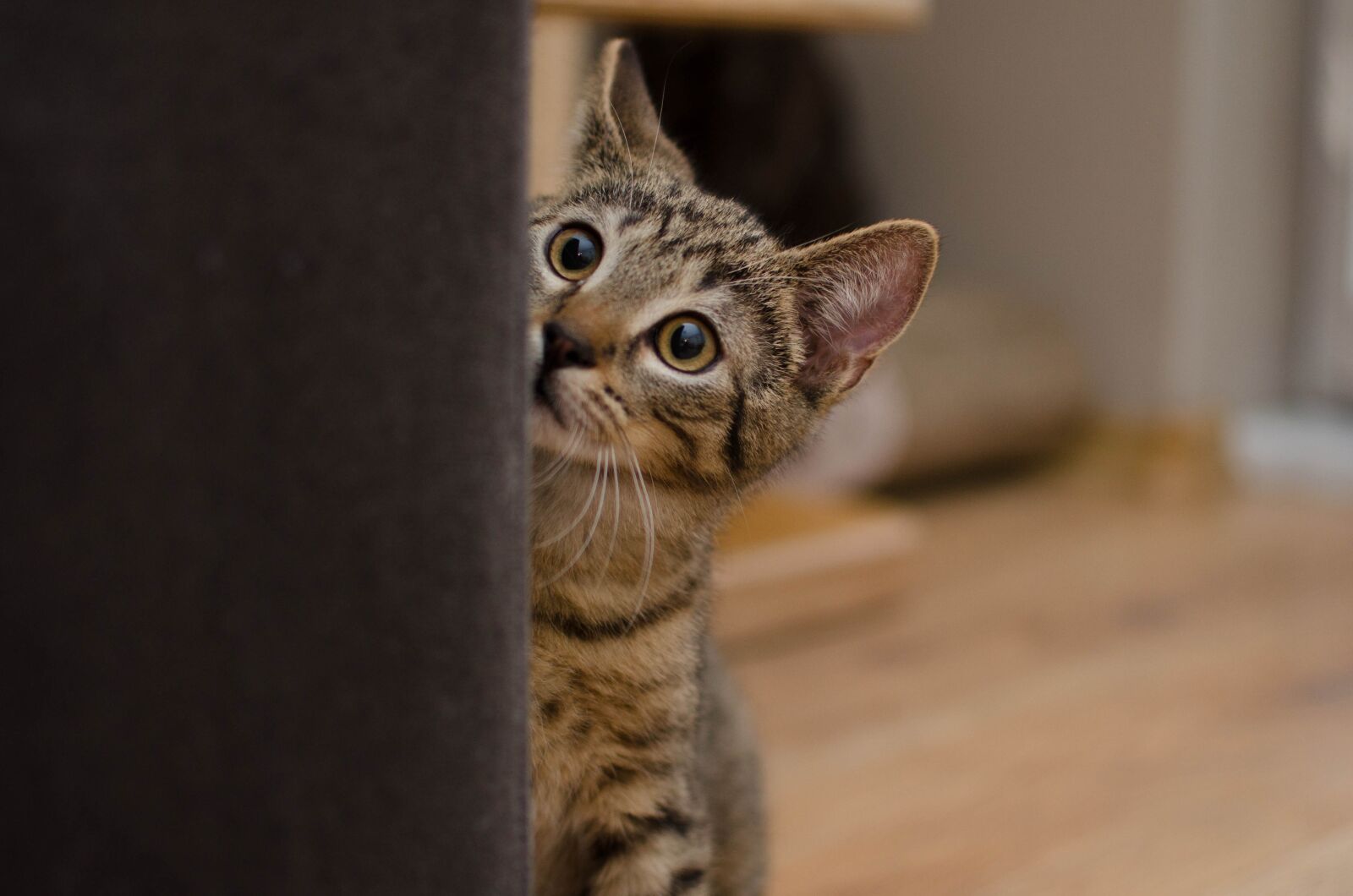 Nikon D7000 sample photo. Cat, bury, tabby photography